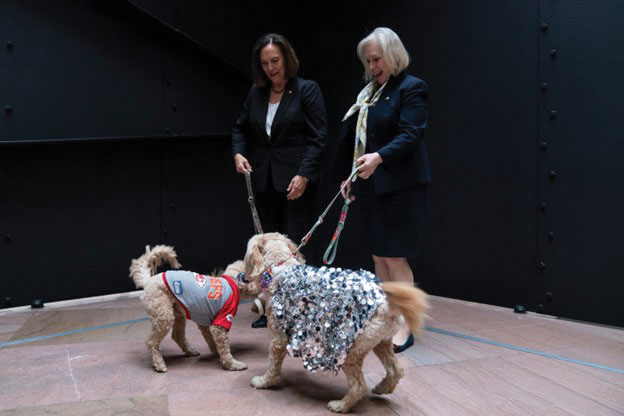 dogs on halloween