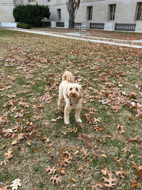 maple