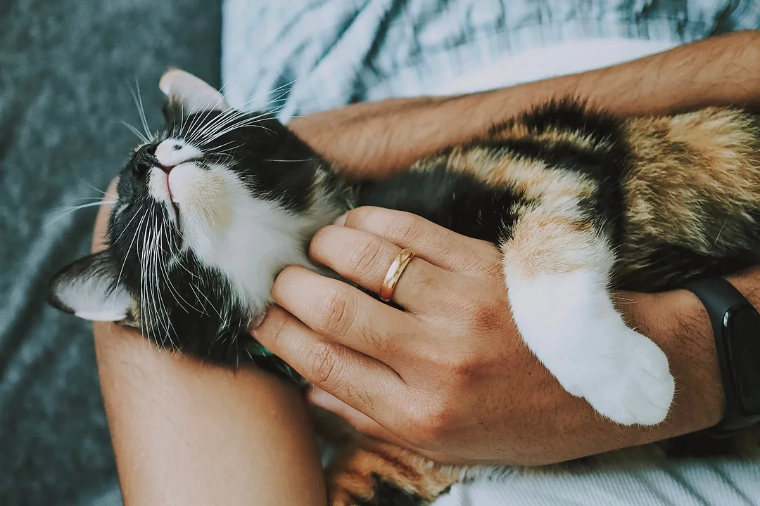 A Pet Care Brand hired a remote Sales Development Representative