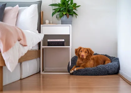 A Pet Care Brand hired a remote Wholesale and Logistics Coordinator