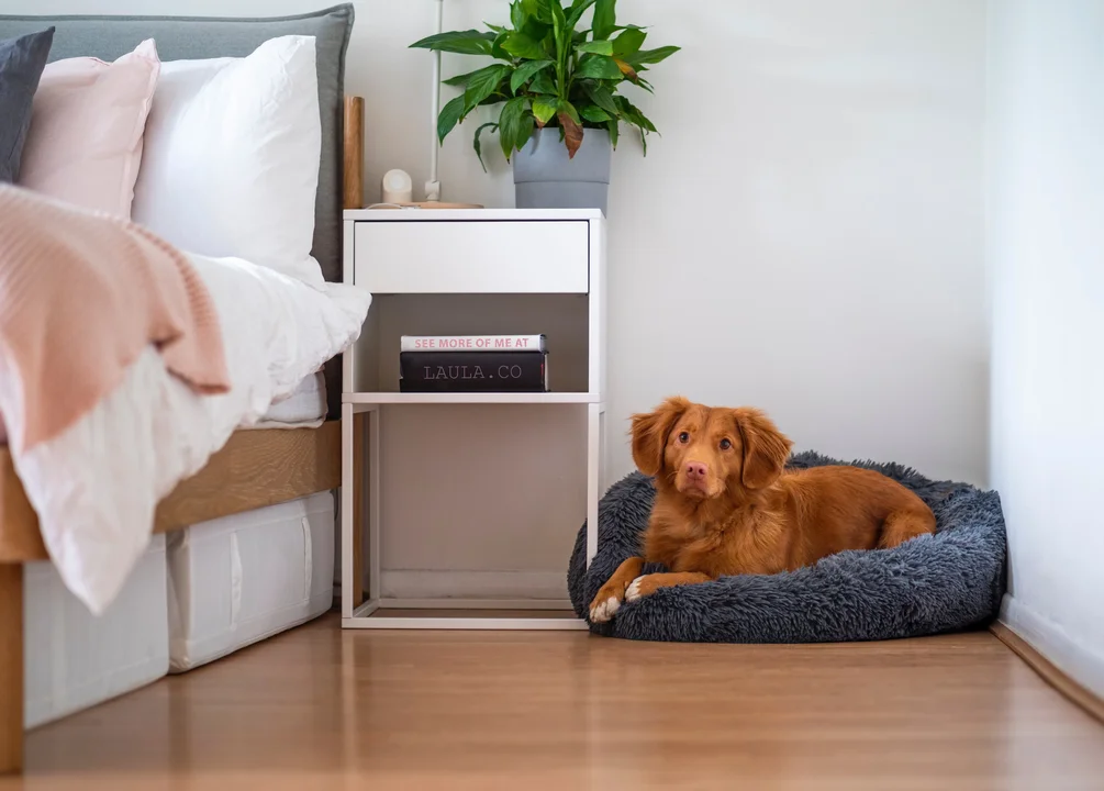 A Pet Care Brand hired a remote Wholesale and Logistics Coordinator