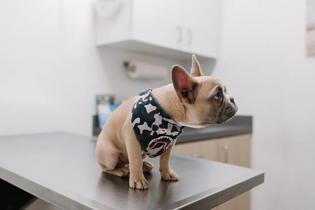 A Veterinary Business Solutions Provider hired a remote Social Media Manager