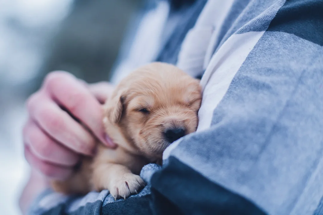 An Online Pet Content Resource hired a remote SEO Content Specialist