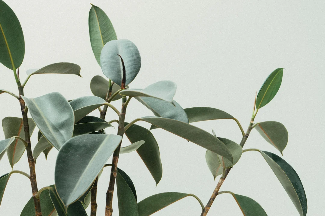 An Online Plant Shop hired a remote Operations Assistant