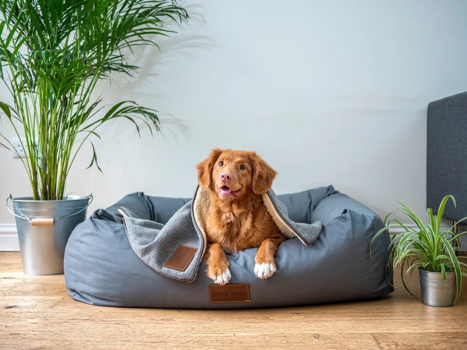 A Dog Daycare and Boarding Services Provider hired a remote VP of Finance