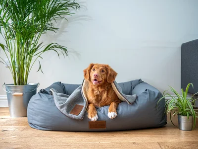 A Dog Daycare and Boarding Services Provider hired a remote VP of Finance