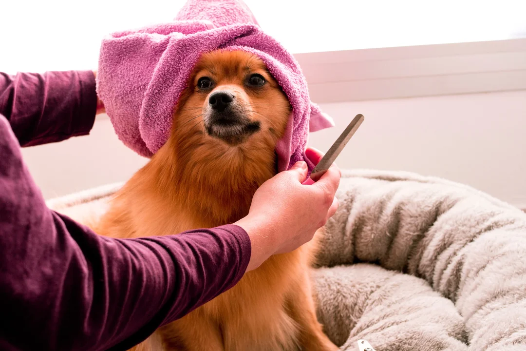 A Dog Daycare and Boarding Services Provider hired a remote HR Administrator