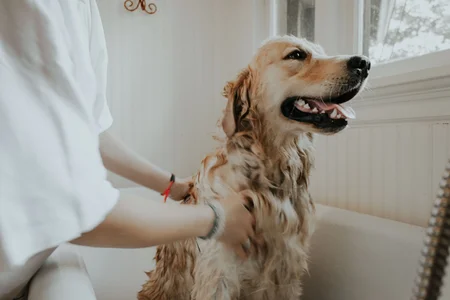 A Dog Supplement Brand hired a remote Digital Graphic Designer
