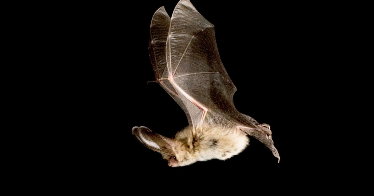 Protecting Fiji’s Nocturnal Wildlife: Dark-Sky Habitat Assessment in Dreketi River