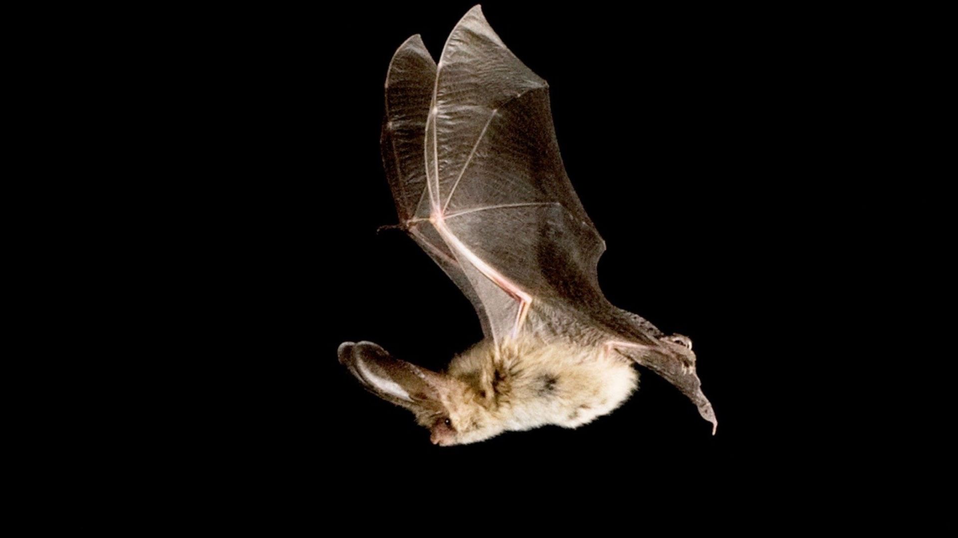 Protecting Fiji’s Nocturnal Wildlife: Dark-Sky Habitat Assessment in Dreketi River