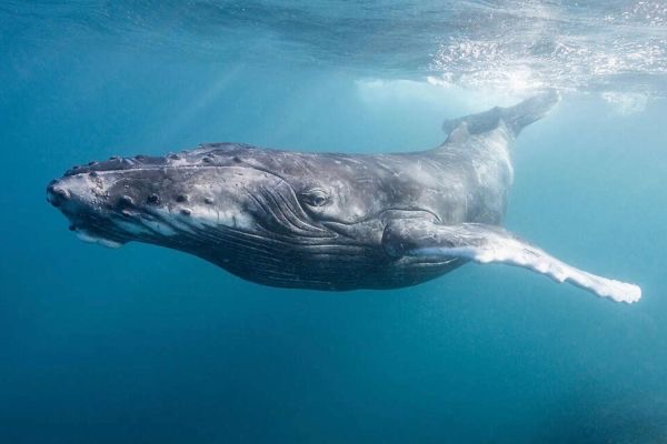 Seabed Mining Review – South Taranaki