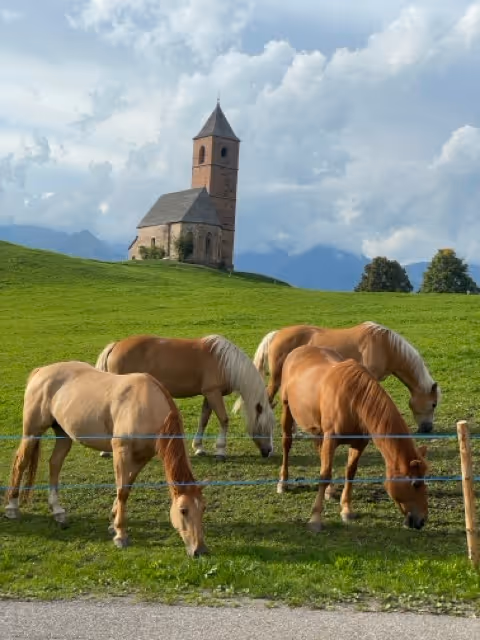 Horses grazing