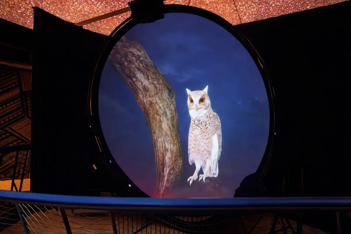 Wildlife content inside the Dubai Desert Conservation Reserve projection dome
