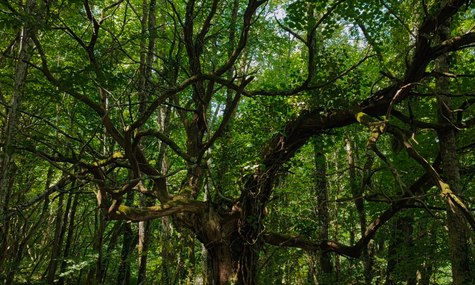 Photo de l'arbre emblématique du Jardin Chuchotant