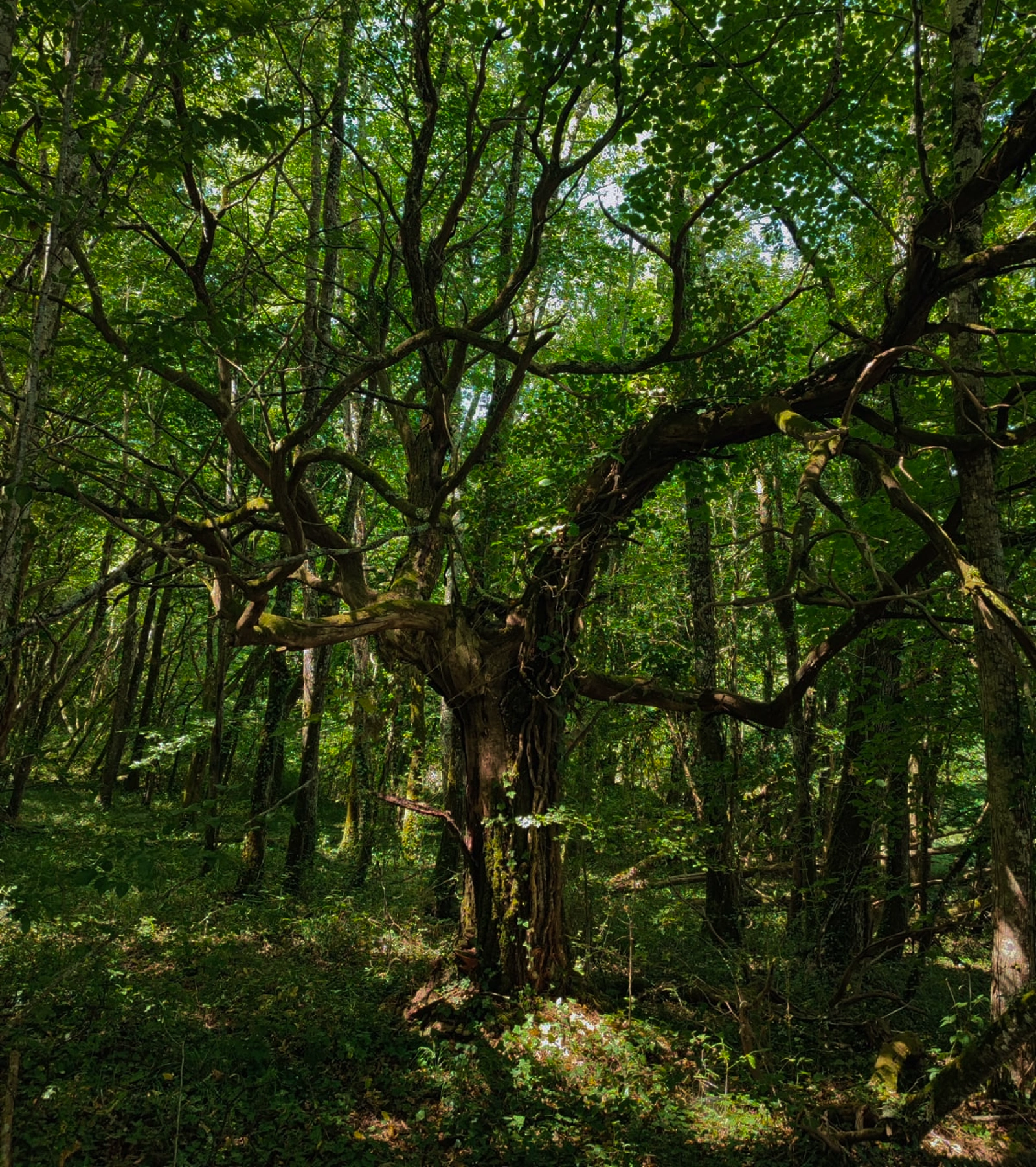 Photo de l'arbre emblématique du Jardin Chuchotant