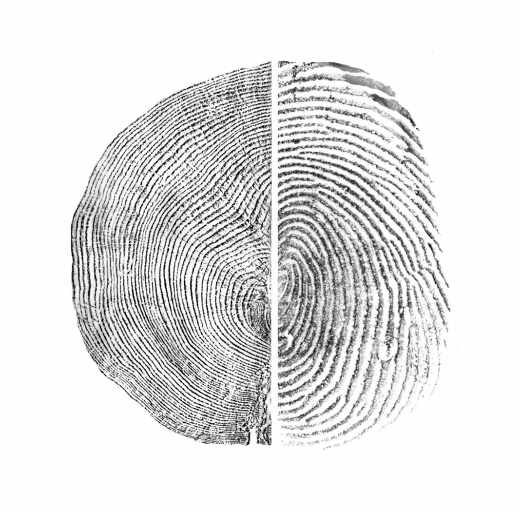 Black and white image split vertically showing the left half as tree rings of a cross section of a trunk, and the right half as fingerprint ridges.