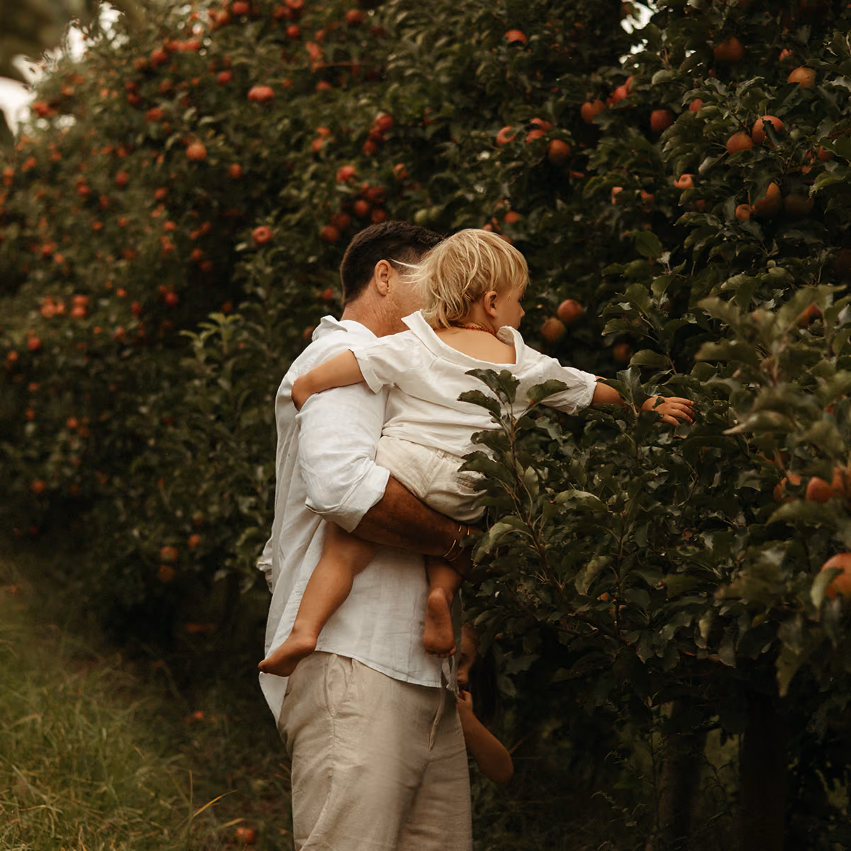 Man wearing white shirt and beige pants holds a child dressed in white reaching to pick an apple from a tree in an orchard filled with green leaves and red apples.