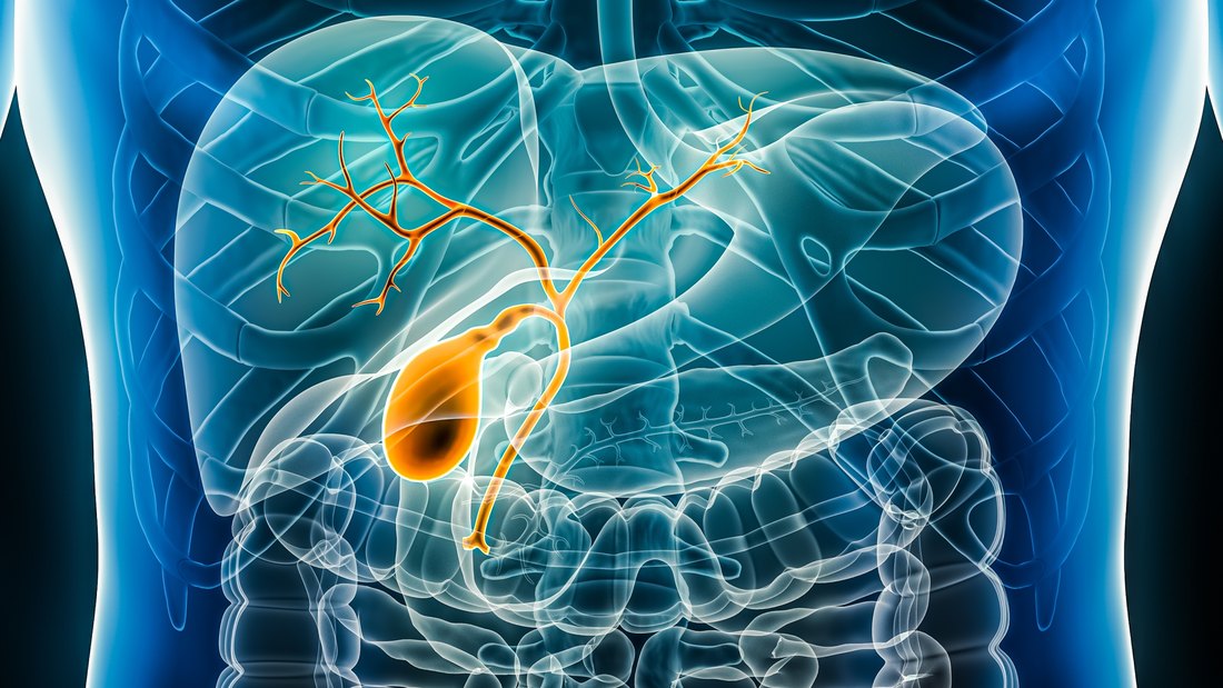 Anatomical illustration of the gallbladder and bile ducts