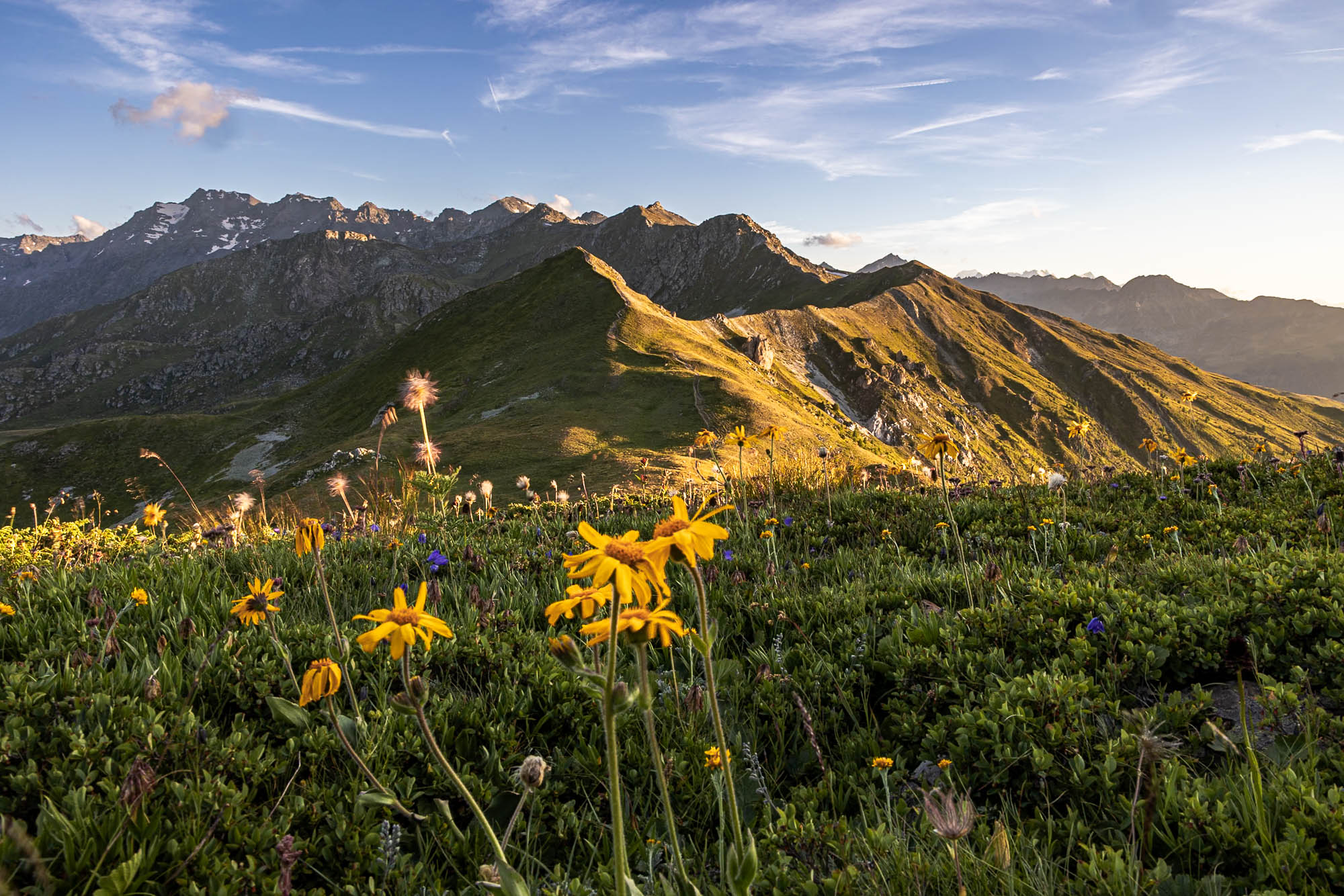 Sommerliche Bergwiesen im Wallis in der Abendsonne.