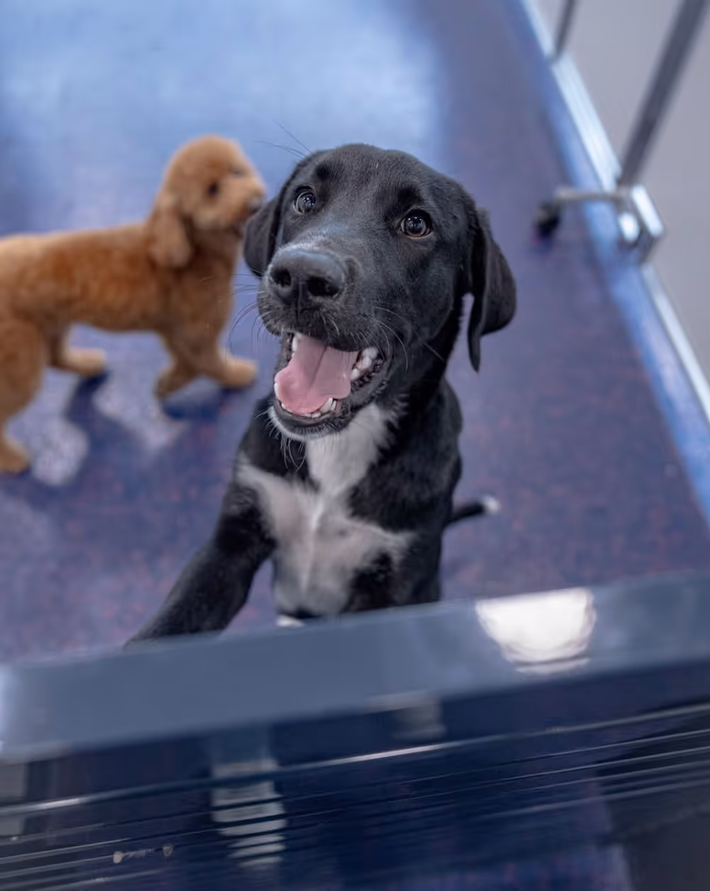 Happy black and white dog standing on hind legs with mouth open, brown dog in background on blue floor.