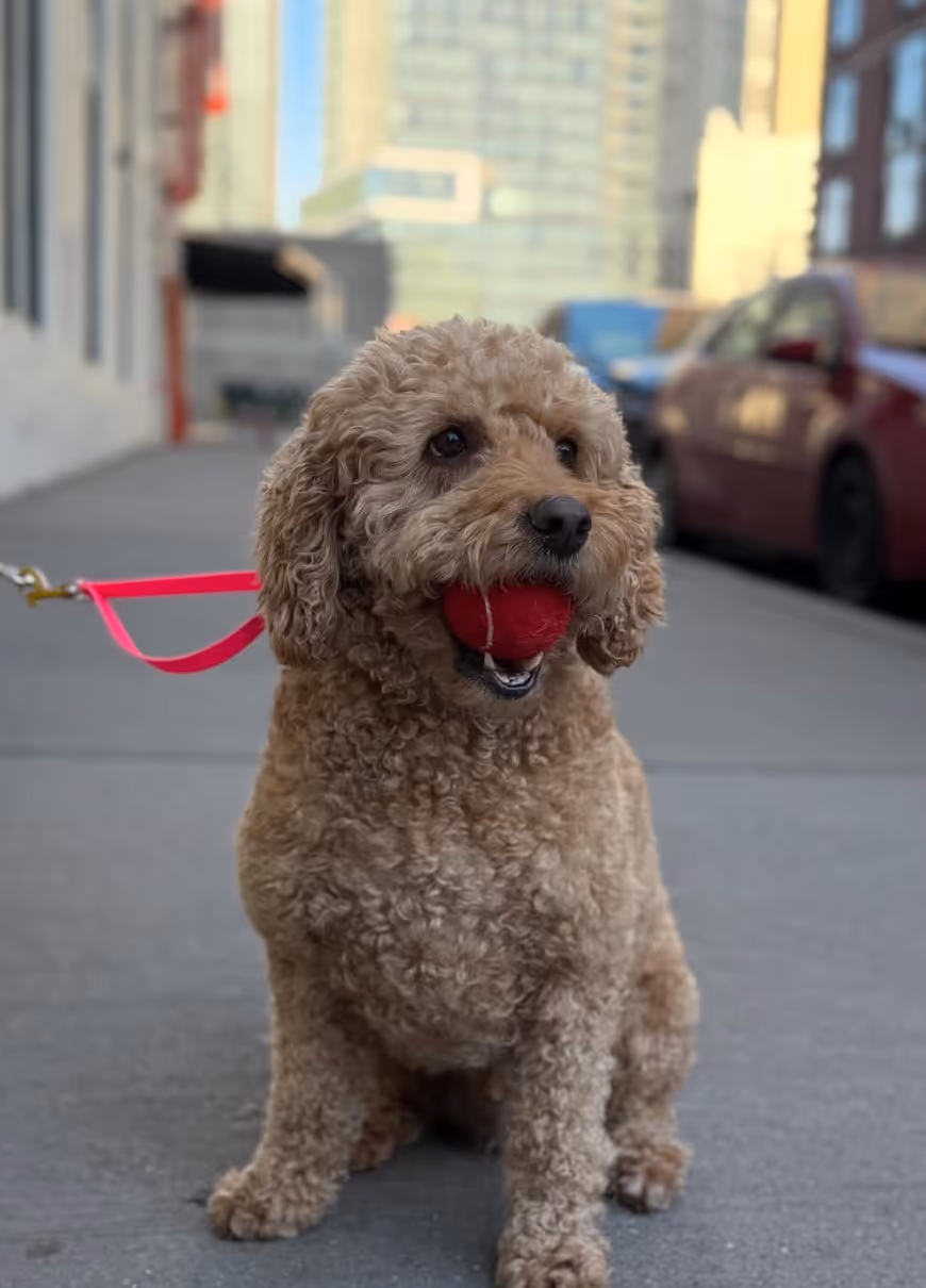 Curly-haired dog sitting on a city sidewalk holding a red tennis ball in its mouth with a pink leash attached.