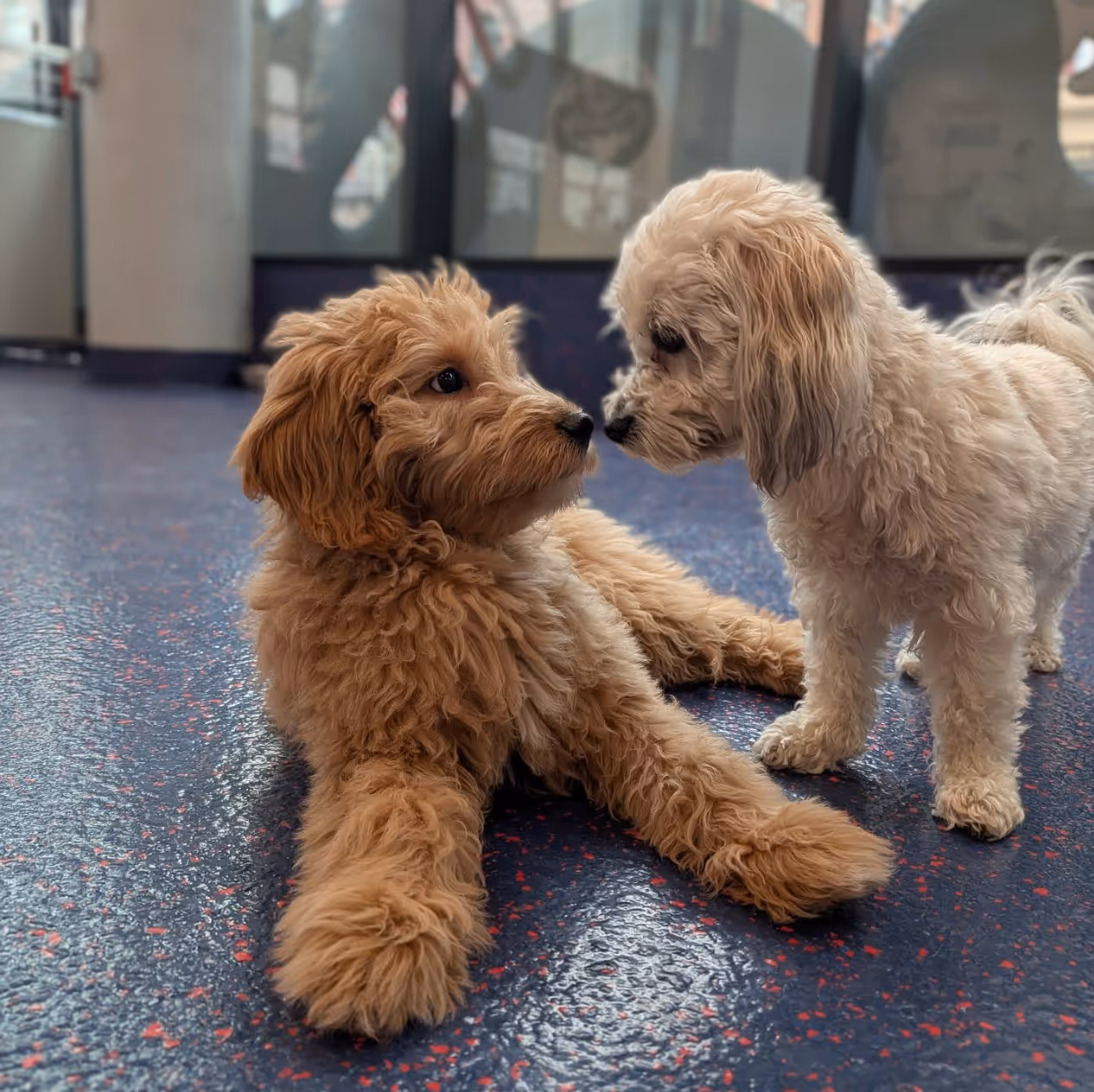Two small fluffy dogs facing each other, one light brown and lying down, the other white and standing, on a blue speckled floor.