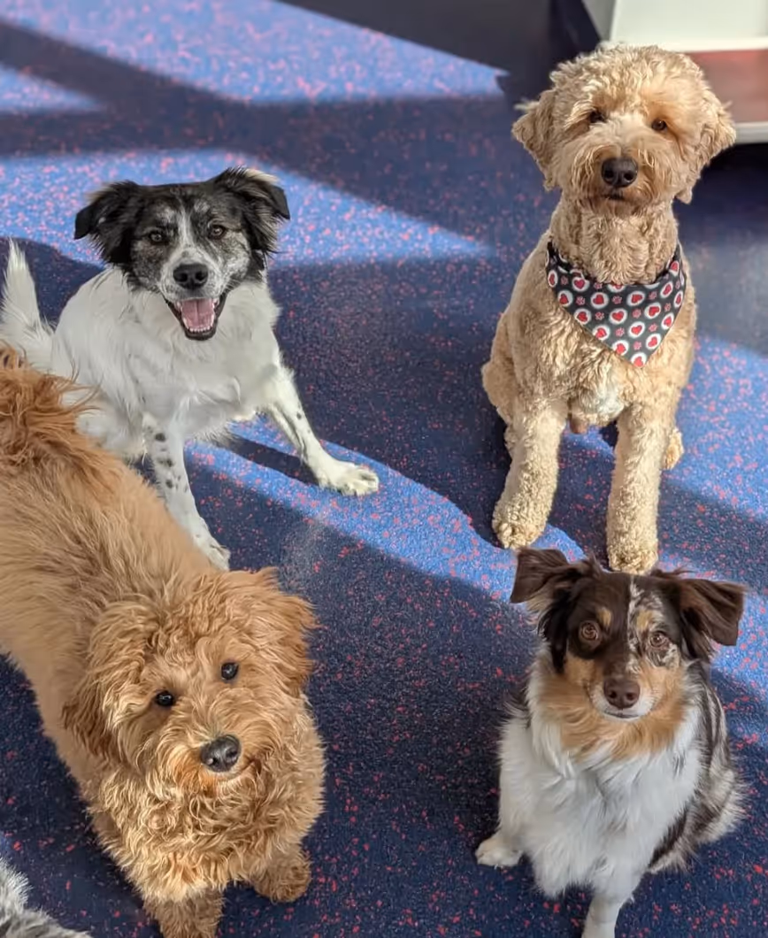 Four small to medium-sized dogs sitting and looking up on a blue speckled floor, one wearing a floral bandana.