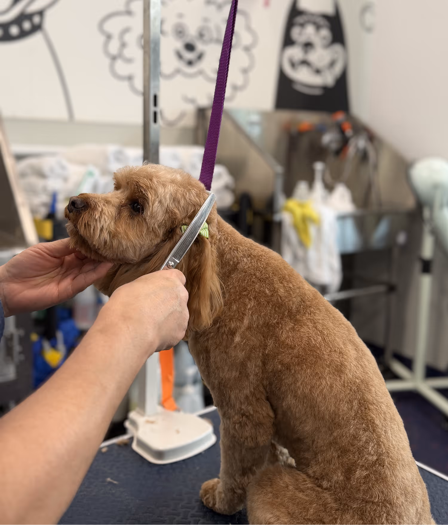 A brown dog with curly fur is being groomed, with hands holding scissors and a comb near its ear.