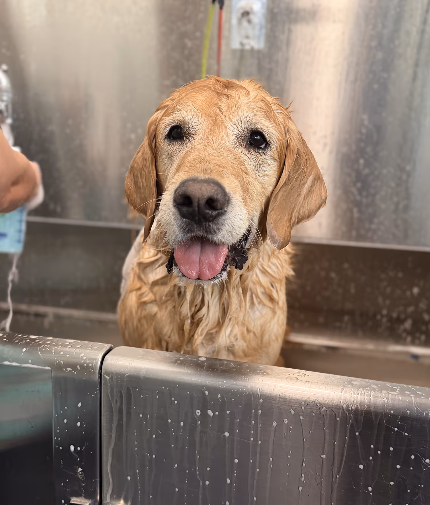 Wet golden retriever dog with tongue out in a stainless steel grooming tub.