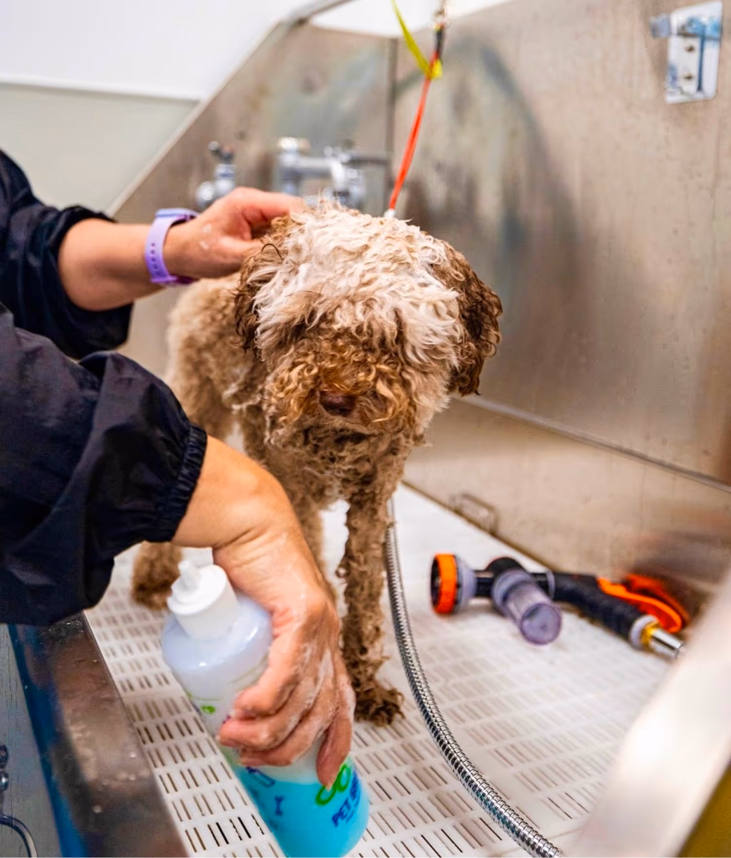 Curly-haired dog being bathed in a stainless steel pet washing station with a person holding blue pet shampoo.