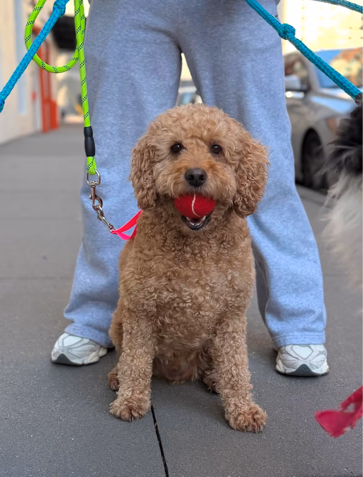 Curly brown dog sitting on a sidewalk holding a red ball in its mouth in front of a person wearing gray sweatpants and white sneakers.