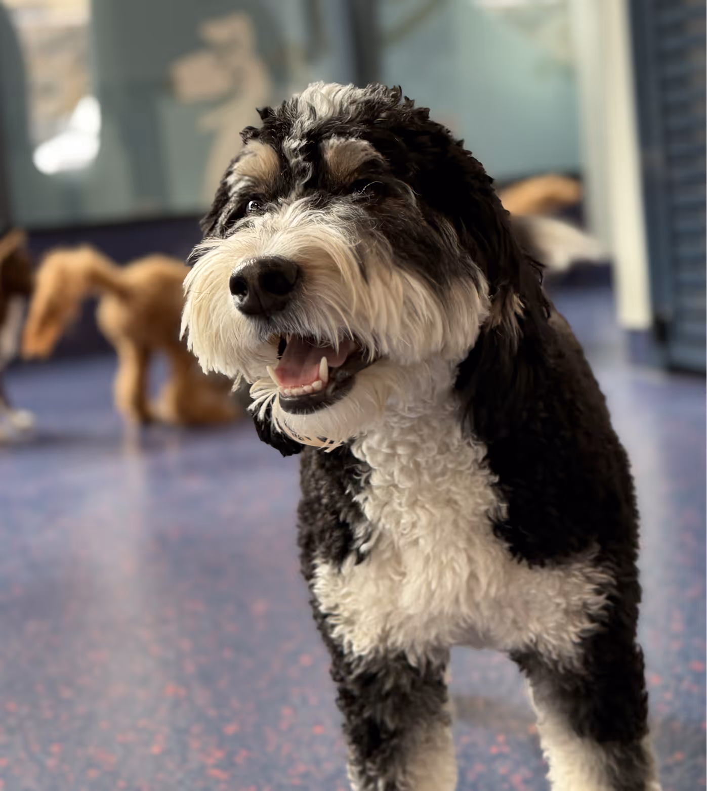 Happy black and white curly-haired dog standing on a blue floor with another dog blurred in the background.