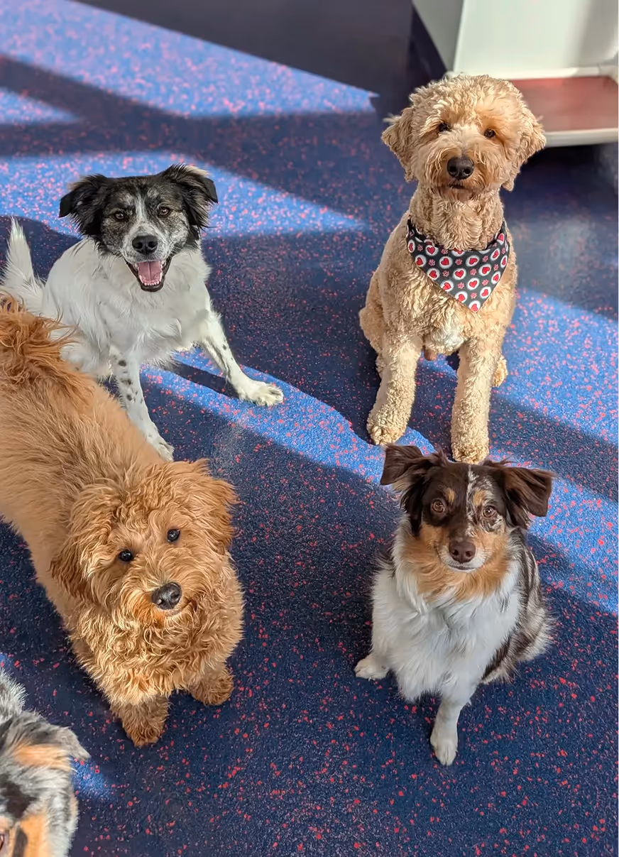 Four dogs of different breeds sitting on a blue speckled floor looking up at the camera, one wearing a patterned bandana.