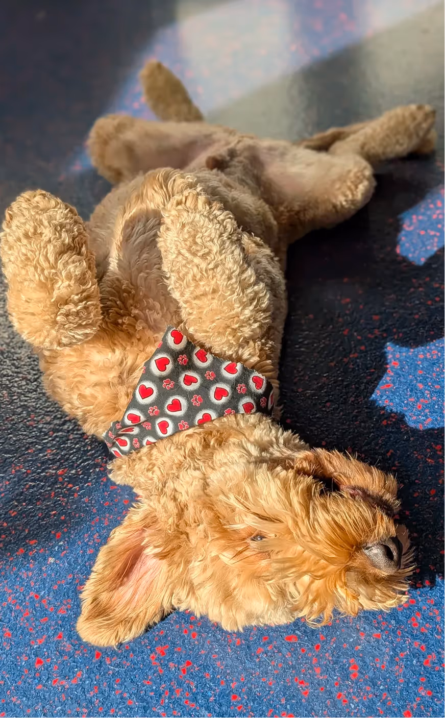Curly-haired dog lying on its back on a speckled floor wearing a bandana with red hearts and paw prints.