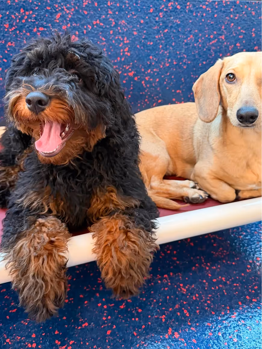 A black and brown curly-haired dog with its tongue out lying next to a light brown smooth-coated dog on a speckled blue and red floor.