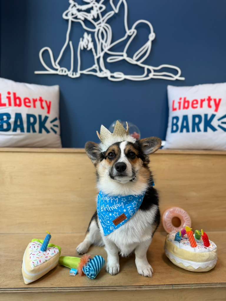 Corgi dog lying on an elevated pet bed chewing a colorful rope toy indoors.