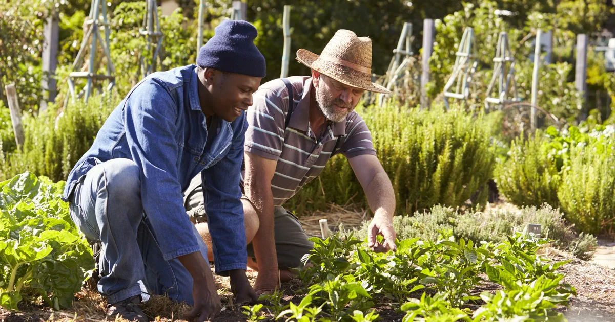 Men working together in a community allotment garden