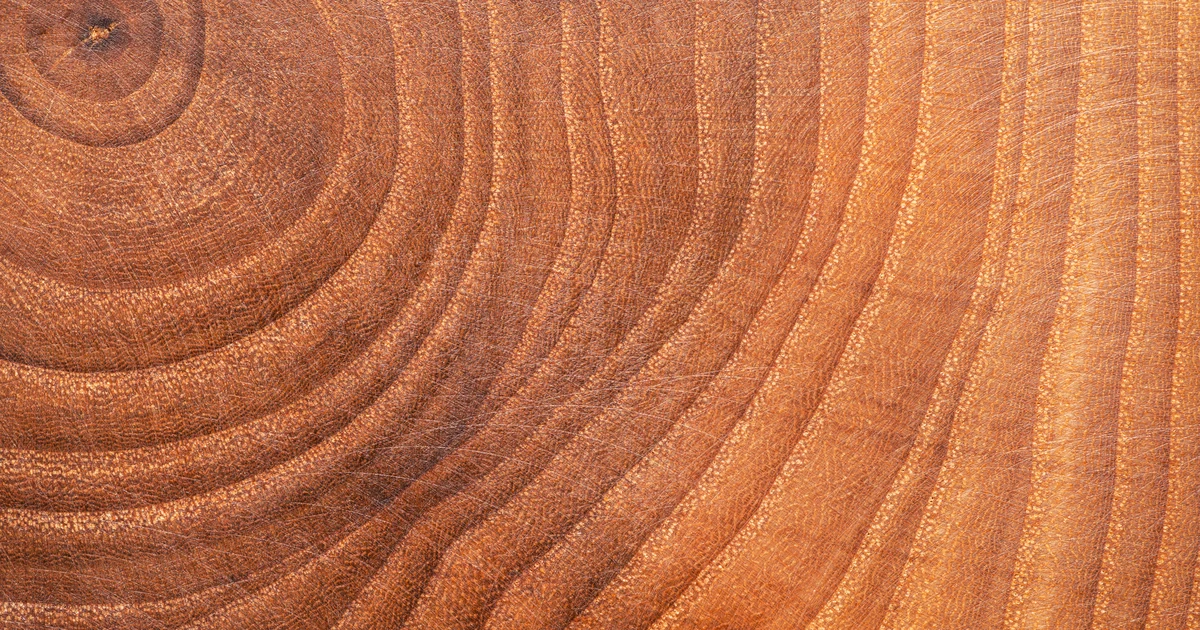 Macro view of tree age rings