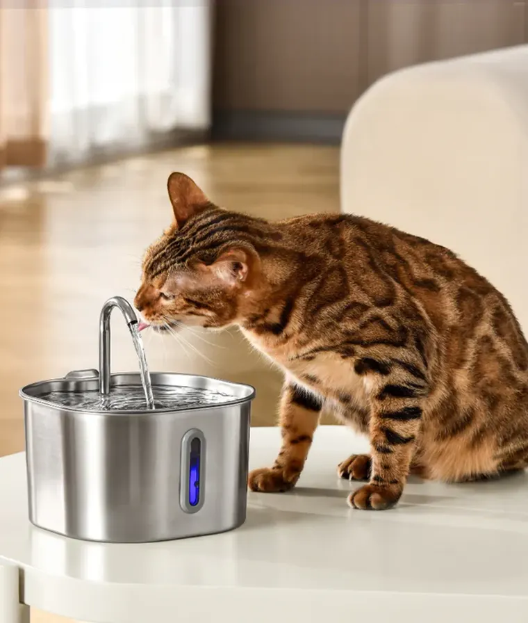 KittySpout case study