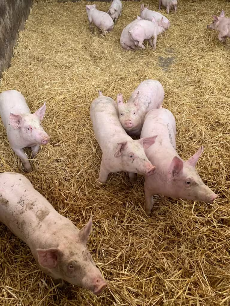 Produits artisanaux de La Ferme des Acacias présentés sur une table, mettant en valeur le savoir-faire charcutier traditionnel.