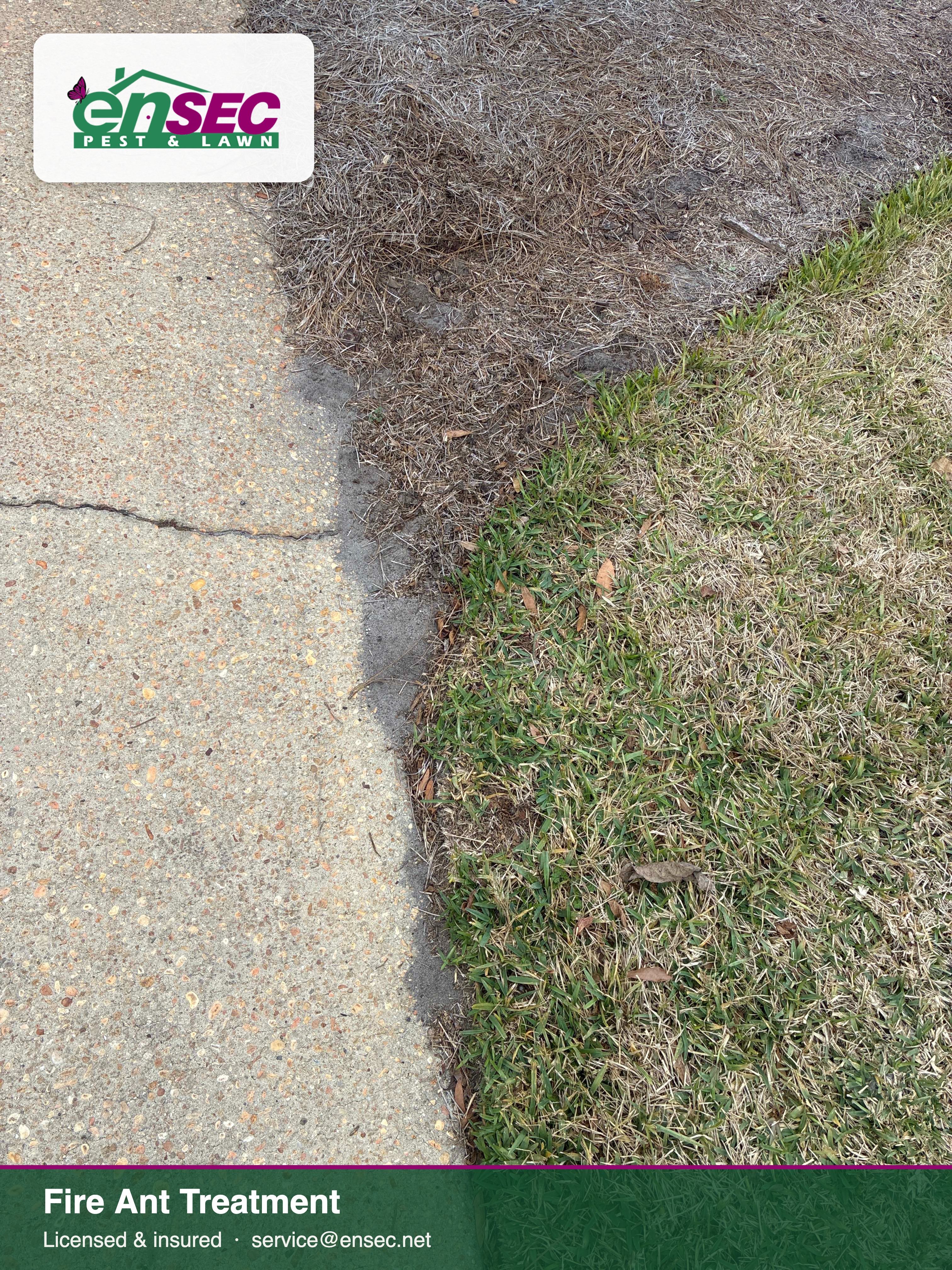 EnSec fire ant treatment on a Gulf Coast lawn