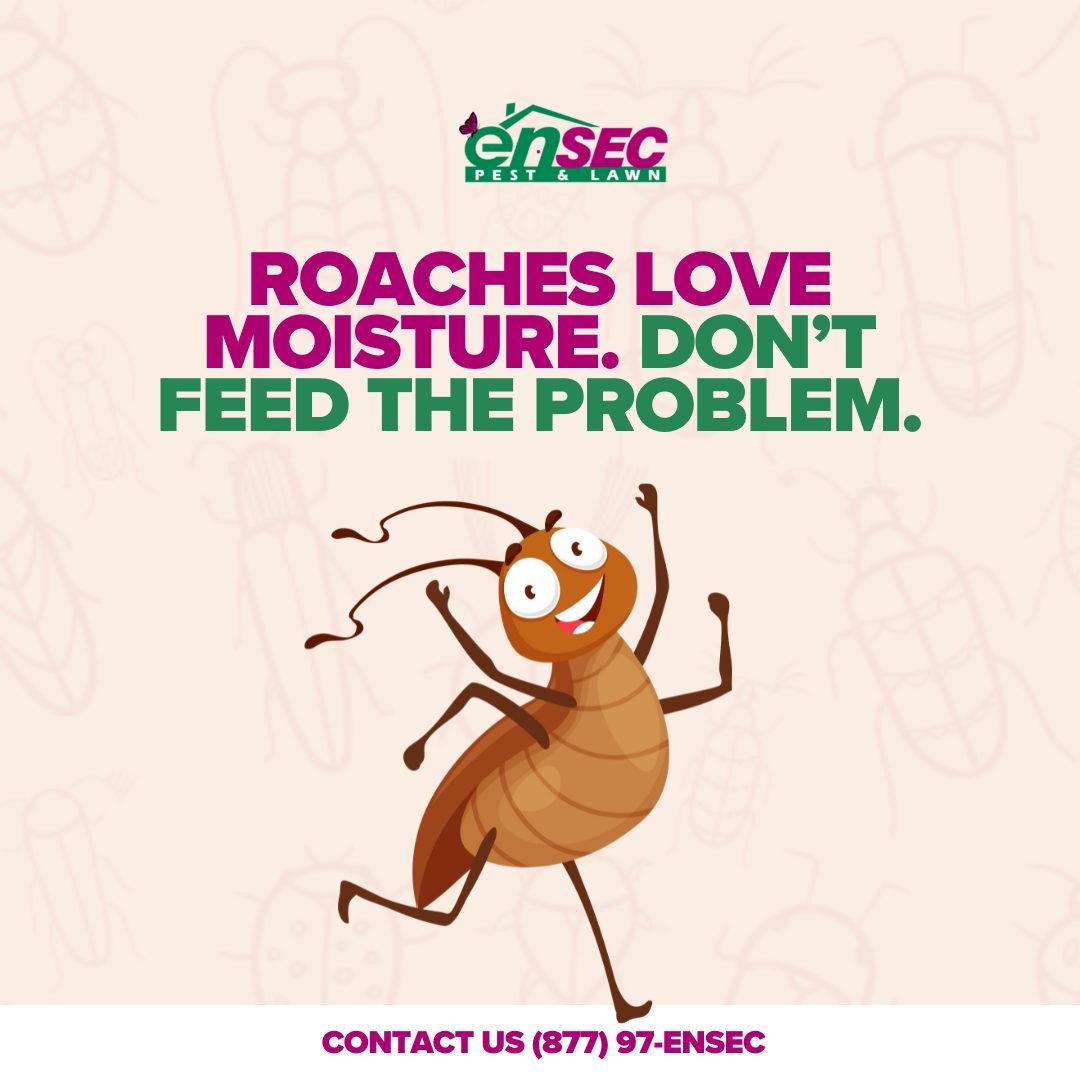 Cockroach identification guide by EnSec Pest & Lawn