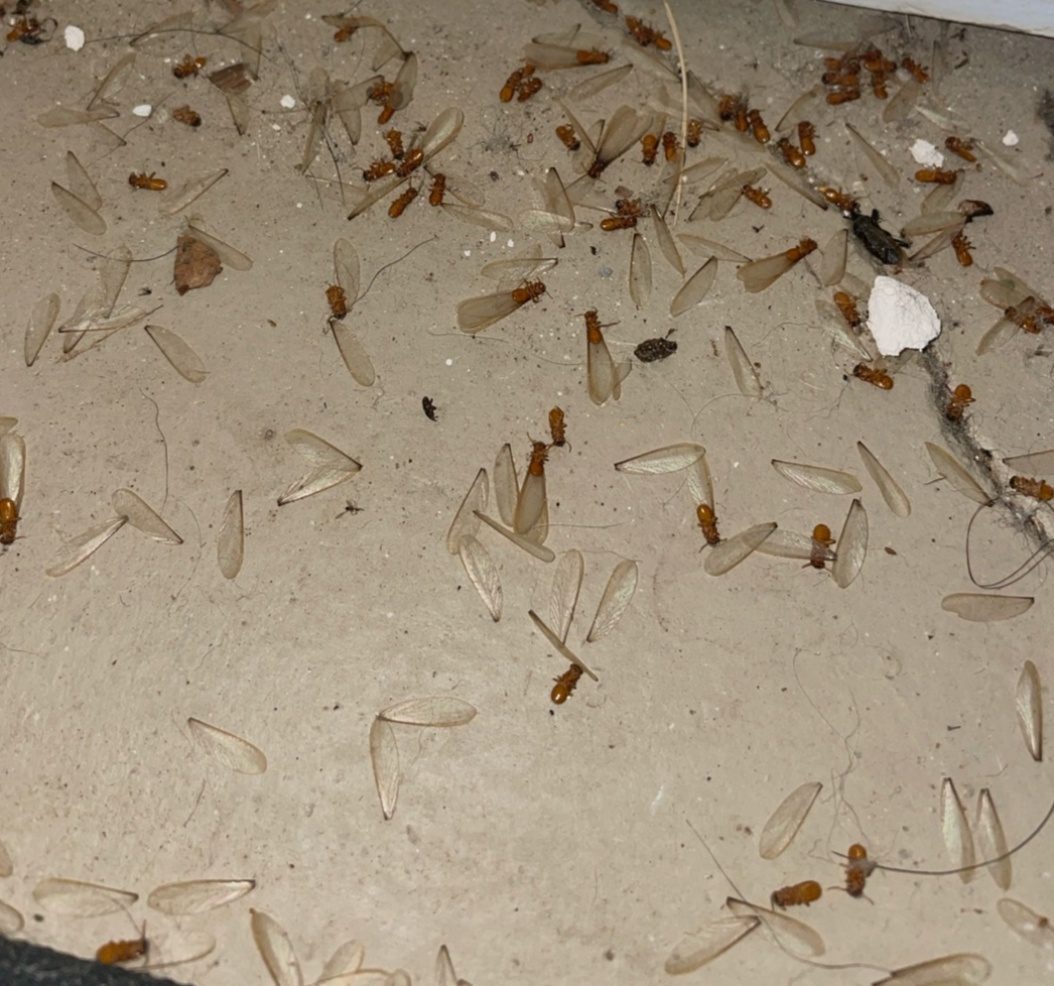 Termite swarming season warning and prevention by EnSec