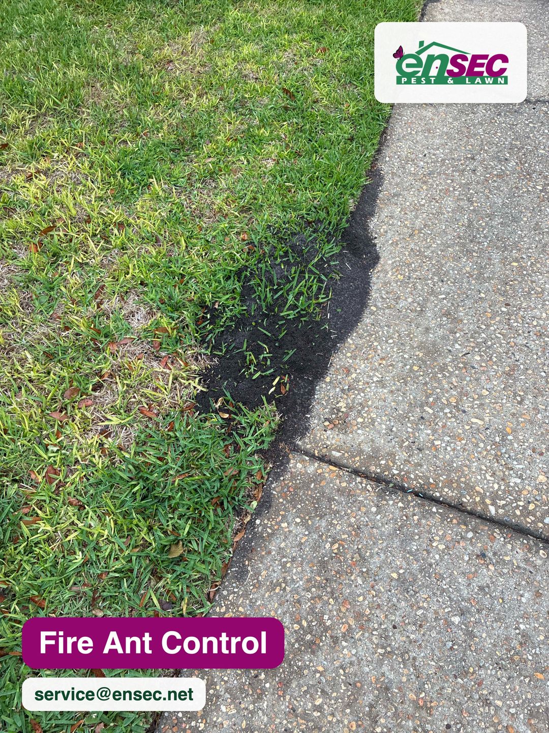 EnSec fire ant control treatment along a Gulf Coast lawn and sidewalk edge