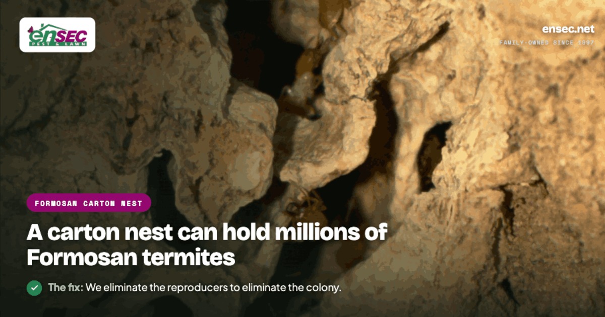 Formosan termite soldiers in a carton nest — a nest can hold millions of termites