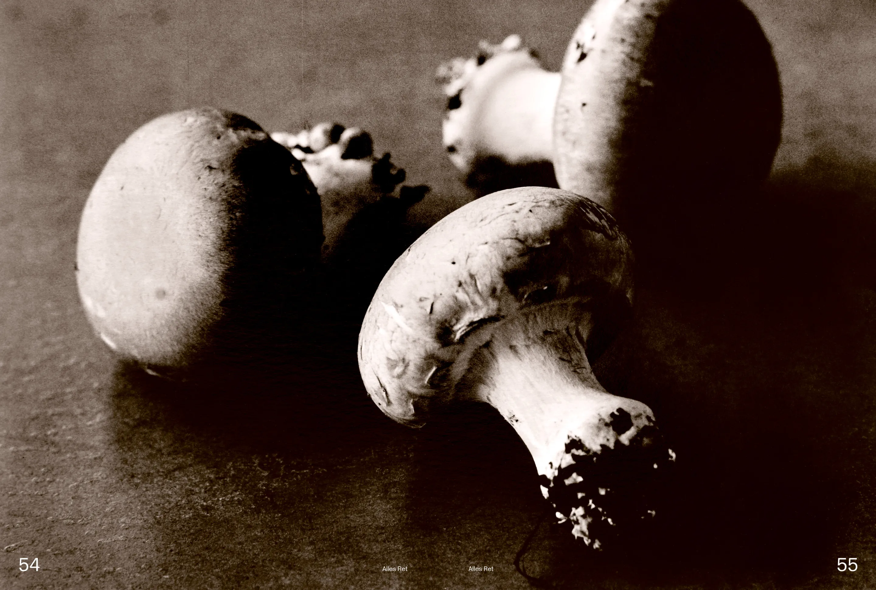 Close-up of four raw mushrooms on a dark surface with shadows.