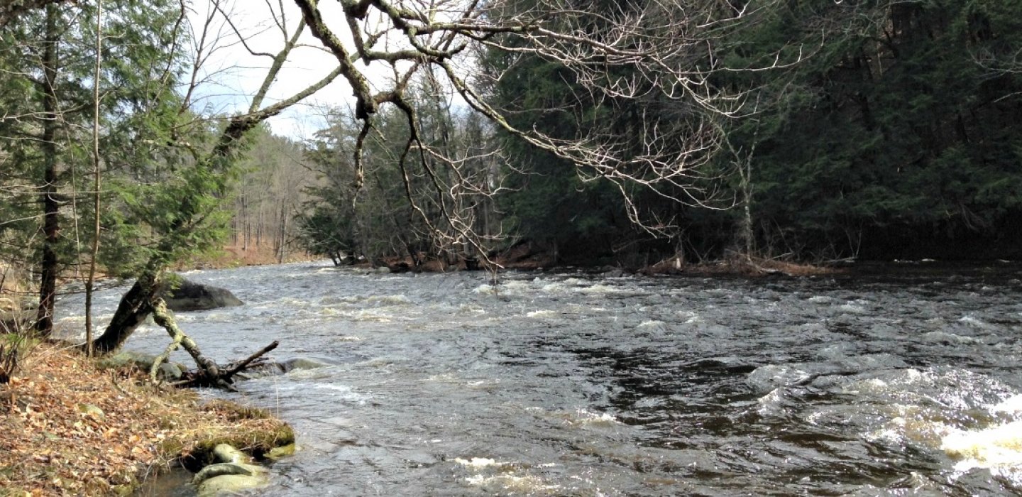 Bill King Park Trails