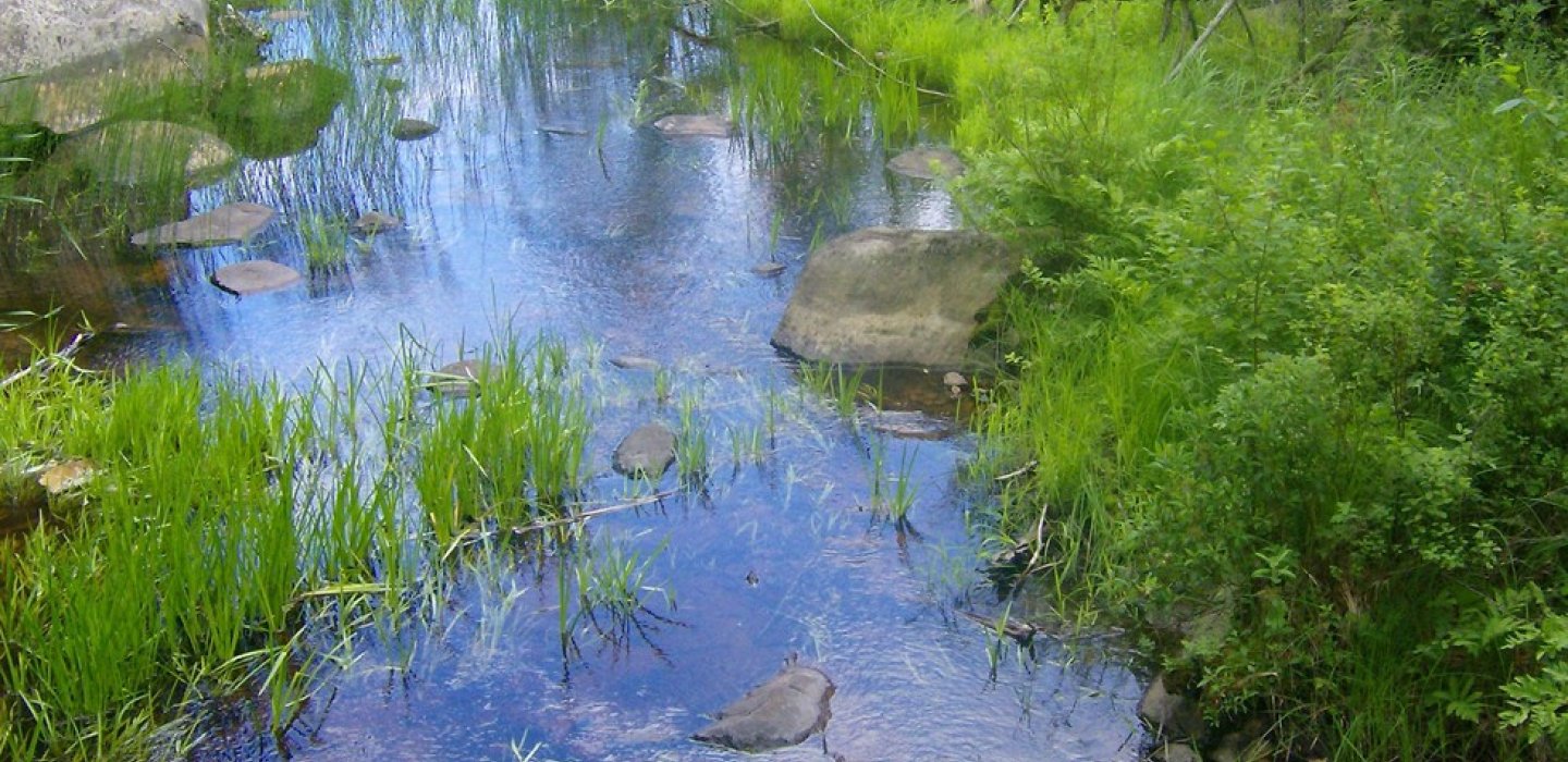 Black Pond Boat Launch