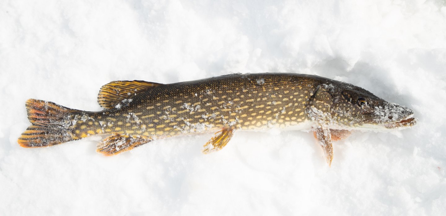 Lower St. Regis Lake