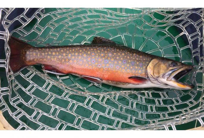 Upstate Guide Service